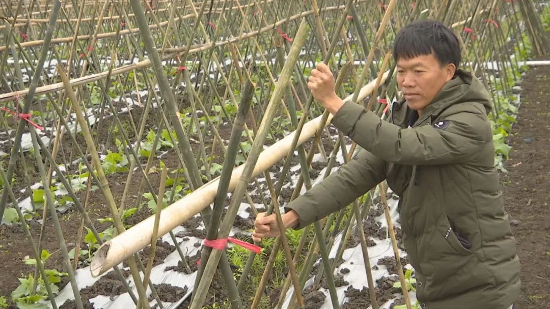 黑皮冬瓜种植时间提前 市场价格有望提升