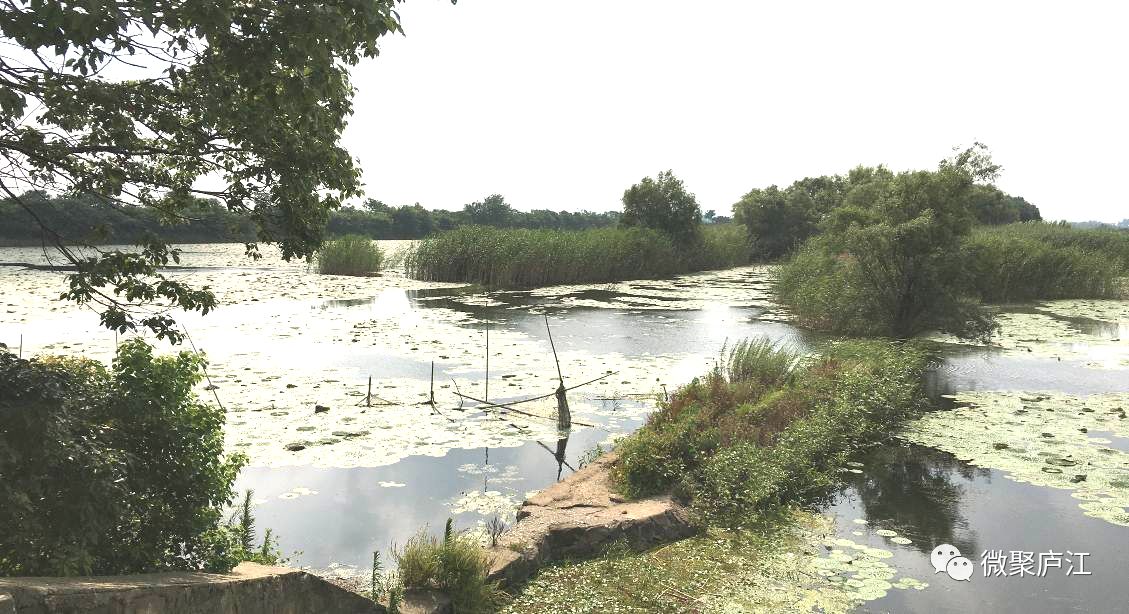 黄陂湖水环境综合治理工程为环巢湖地区生态保护与修复三期工程其中