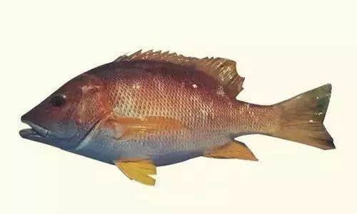 石蚌是星点笛鲷的俗称,又名红鱼,白点红鱼(台湾俗称),支部鲷,星樽见