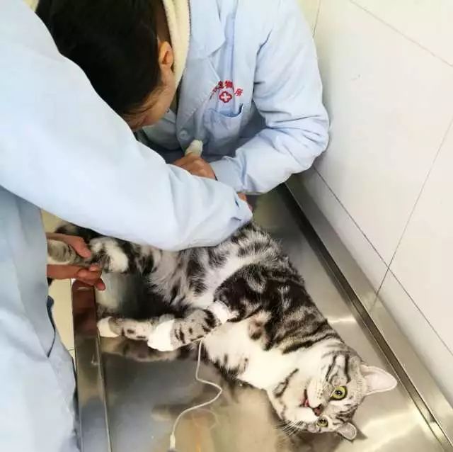 阉猫记 总有刁民想害朕