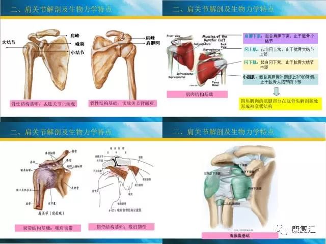 (4)肩关节周围的滑囊结构包括肩峰下滑囊,喙突下滑囊,三角肌下滑囊