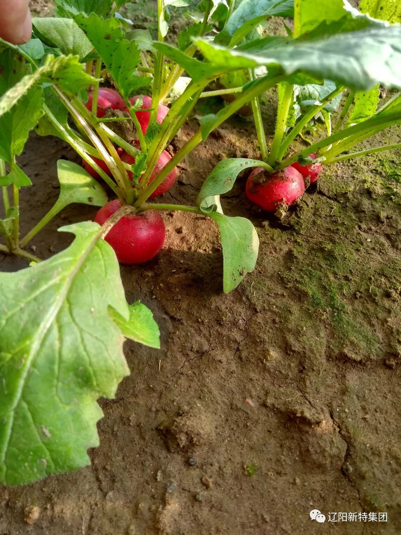 新特园里的新鲜物,蔬菜中的小清新:樱桃萝卜,岗萝卜!