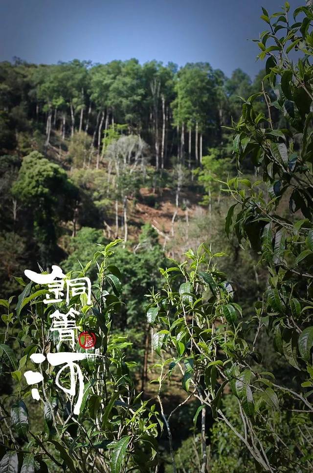 铜箐河虽属易武茶区里的高端古树茶,却有着易武其他古树茶所没有的