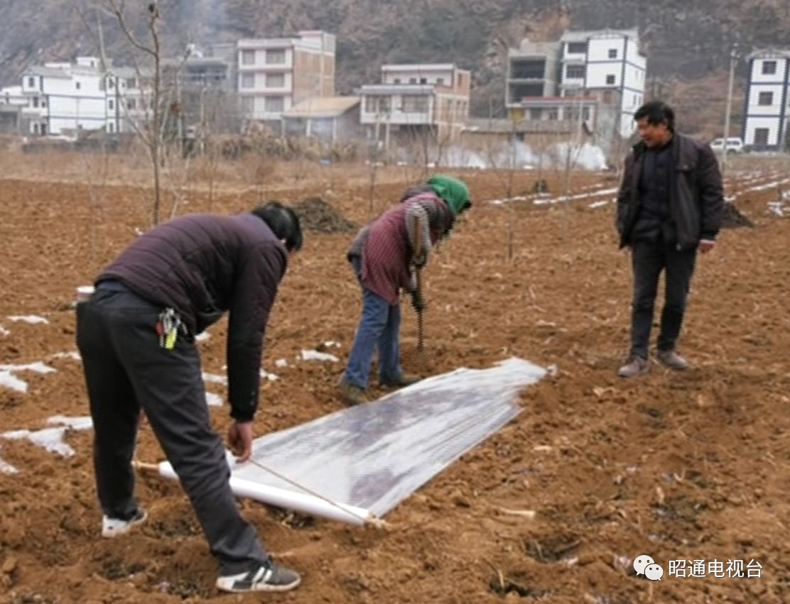 昭阳区青岗岭乡冬早马铃薯产业助推脱贫致富