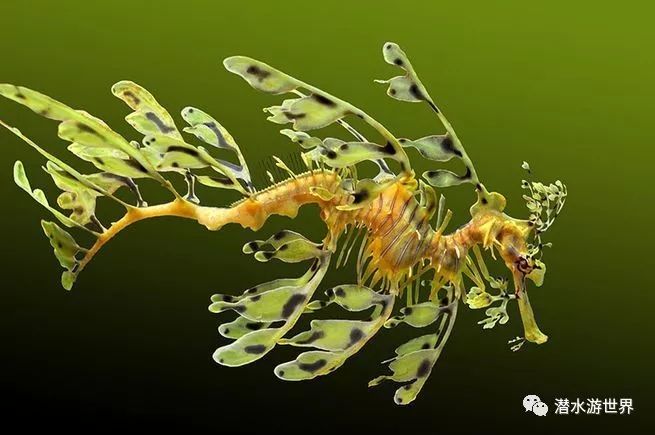 我不是草是海龙 leafy seadragon 这个很容易消失在一堆海草中的生物