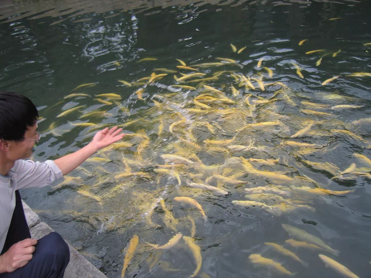 黄果树园区休闲冷水鱼基地养殖的红鳟鱼