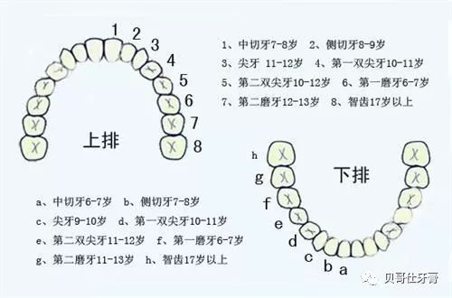 人的一生中都要长两次牙齿,即乳牙和恒牙.