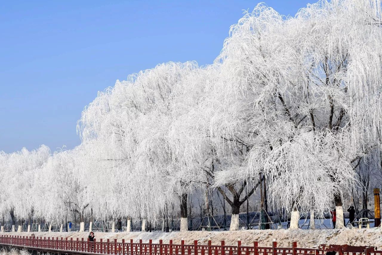 比雪乡还美:迷雾锁城,树挂雾凇,冬日奇景全在沈阳!