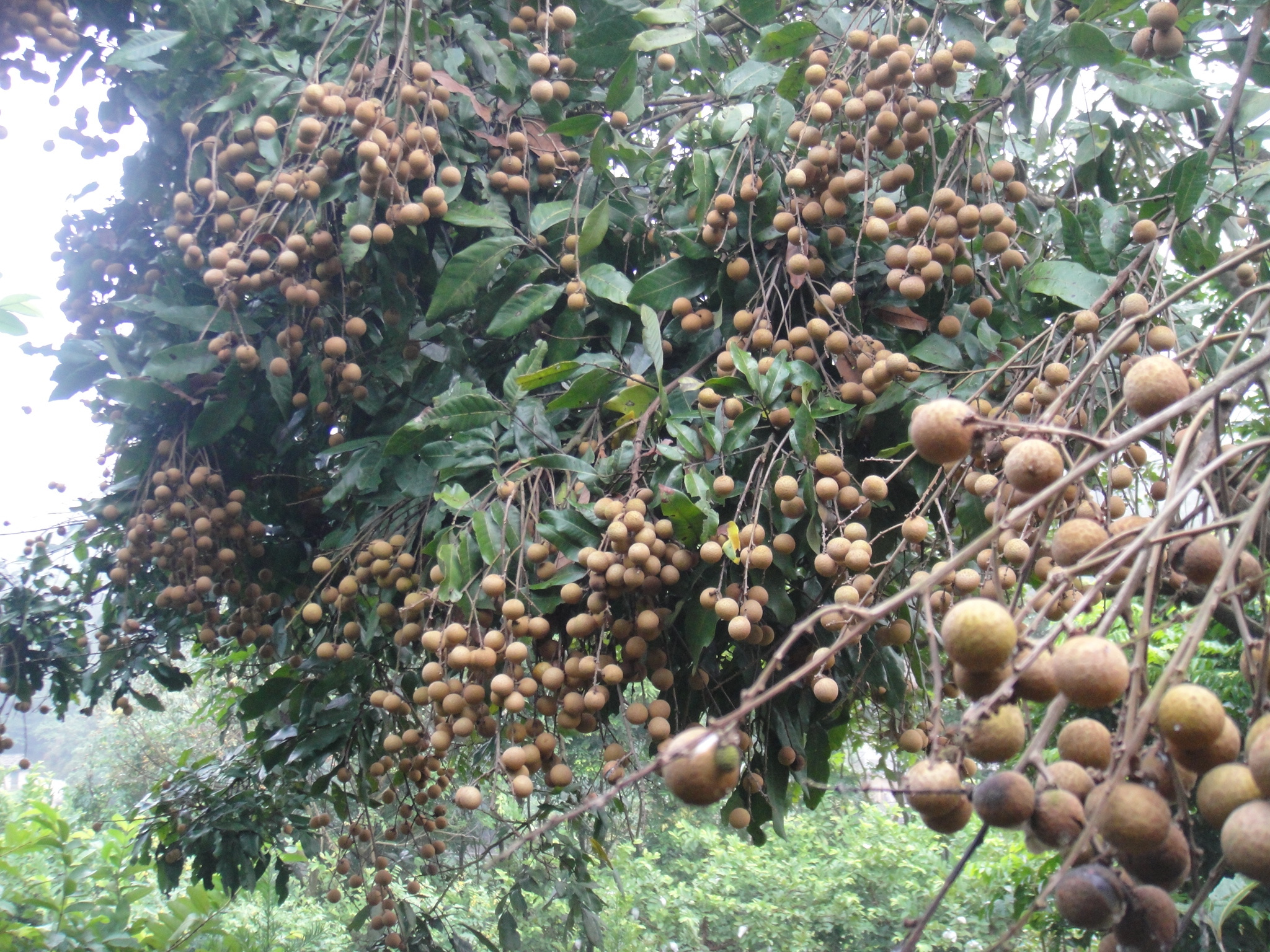 致富种植什么比较赚大钱_致富种植业_种植致富经