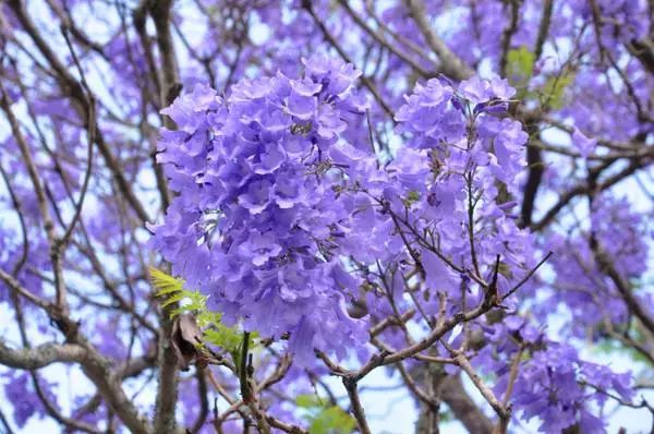 蓝楹花树图片大全 Uc今日头条新闻网