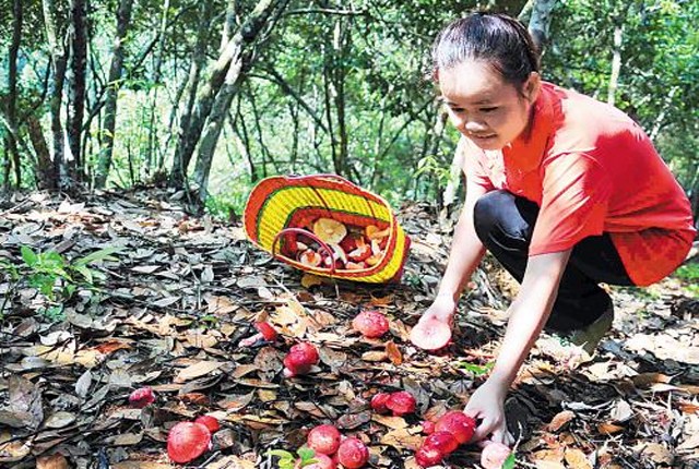 色泽艳丽的野生红菇,味道鲜美,一个采蘑菇的小姑娘一天能赚千元