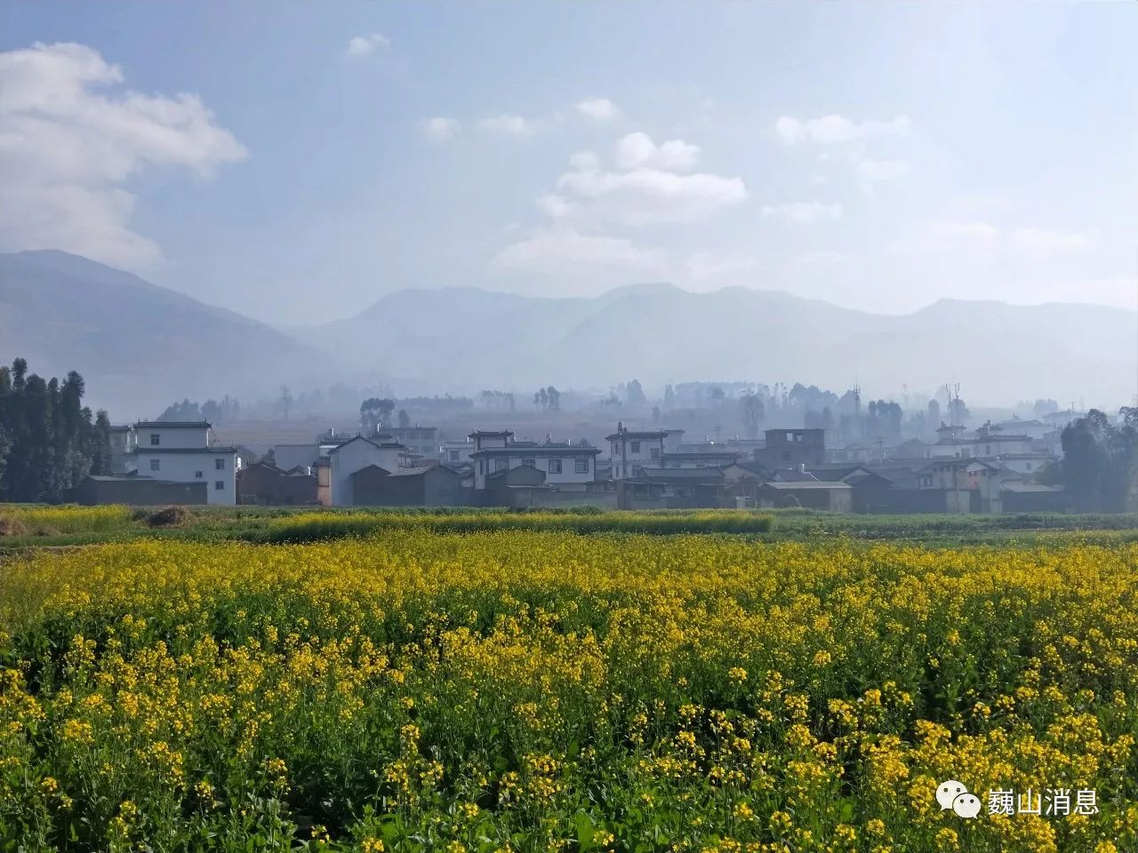 月 日,巍山县庙街镇盟石村前盛开的油菜花.