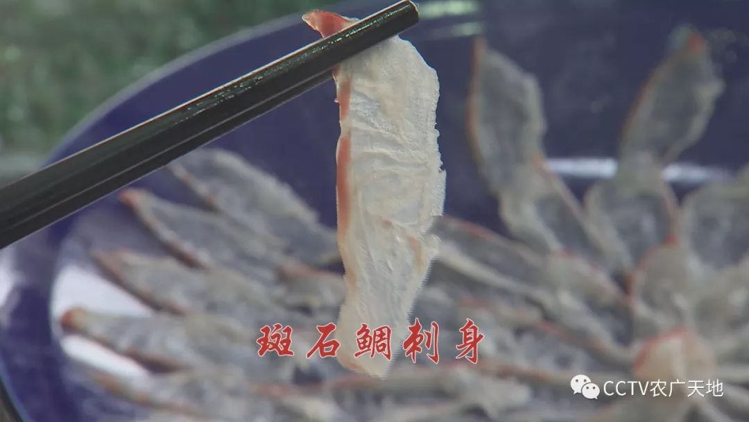 喜欢食用生鱼片的人,最推崇的就是鲷鱼.而斑石鲷就是代表之一.