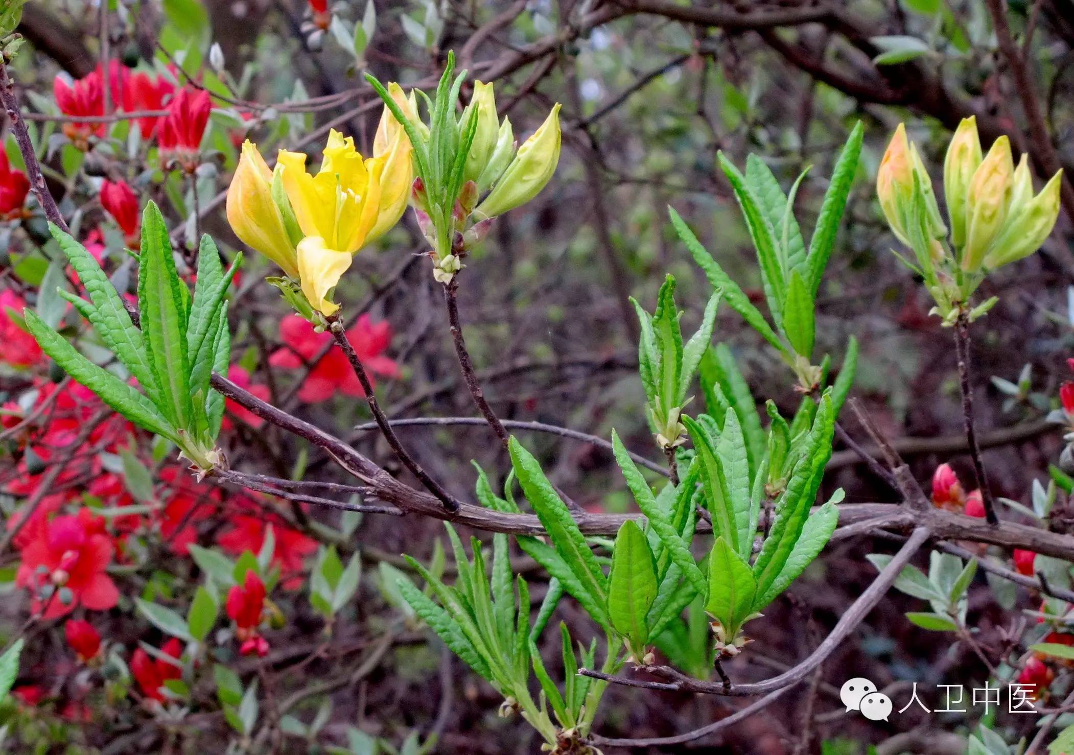 闹羊花 