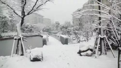 下雪啦!上海下周连下7天雪!有图有真相!