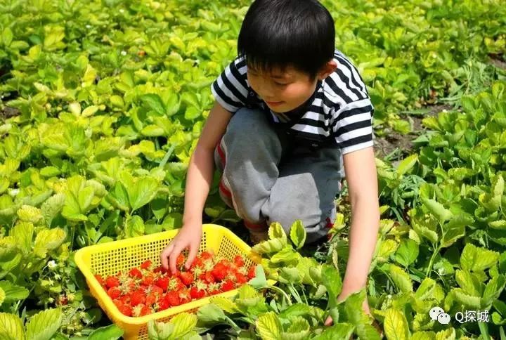 旅游 正文  联系电话:13036356852 1  奉节县朱衣镇 朱衣镇草莓基地