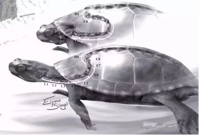 别拿龟速不当速度关于乌龟的13个真相