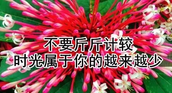 【祝福】最美好的祝愿送给你