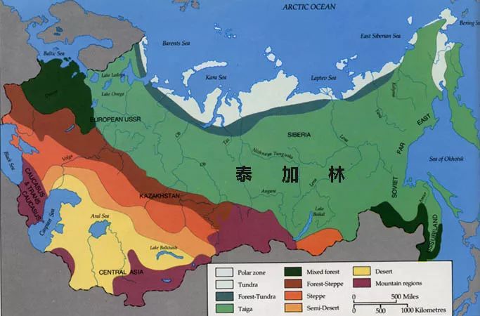 东西伯利亚泰加 林是世界最大的一片.