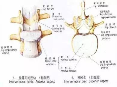 一文读懂!腰椎间盘突出症临床诊治策略的方方面面