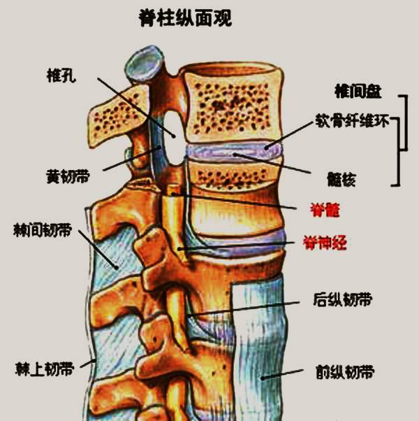 06椎间盘是脊梁骨的重要保护装置