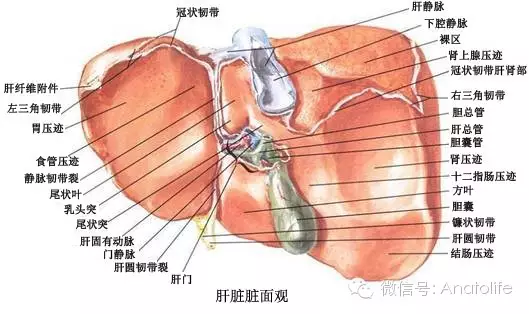 其后下端为肝短静脉汇入下腔静脉处,此为第3肝门所在位置