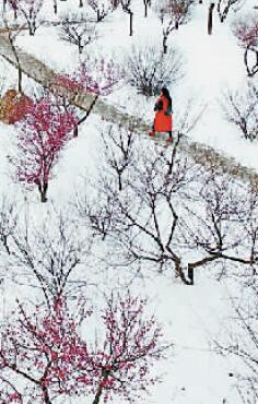 踏雪寻梅 张力友/摄