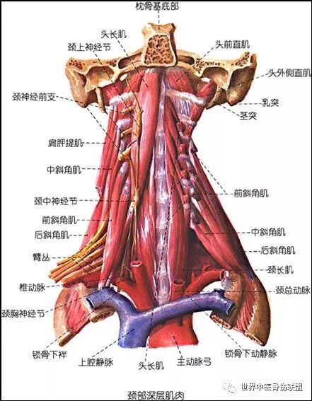 斜角肌在颈椎病诊疗中的重要性