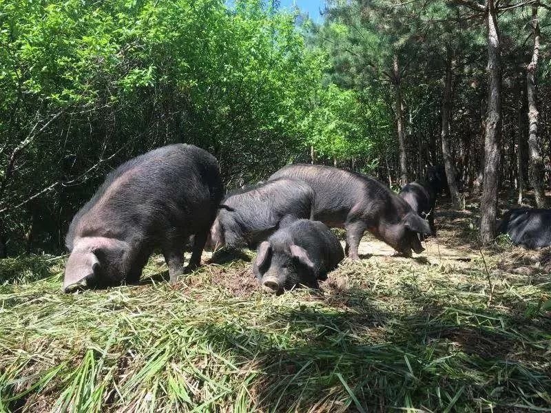 黑猪品质10斤林下黑猪肉很快吃光光,真后悔买少了,现在,就盼着赶紧再