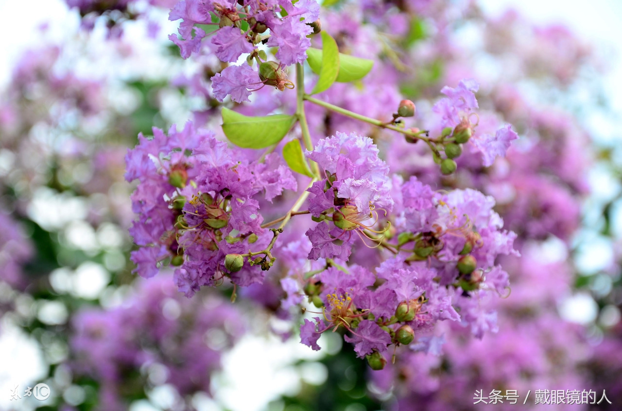 陕西宝鸡渭南咸阳铜川西安汉中安康的市花和市树