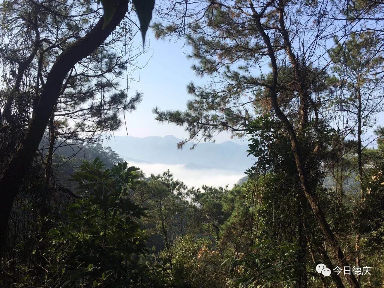 今日大雾笼罩下的德庆成了"天堂",香山现"仙境"!阴雨天气明天开启