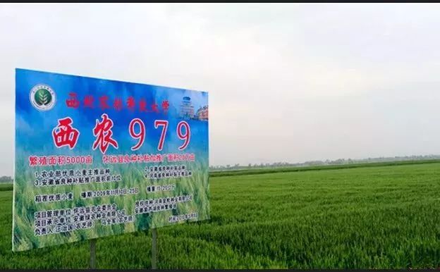 喜报|王辉教授科研团队成果"西农979"荣获"植物育种奖"