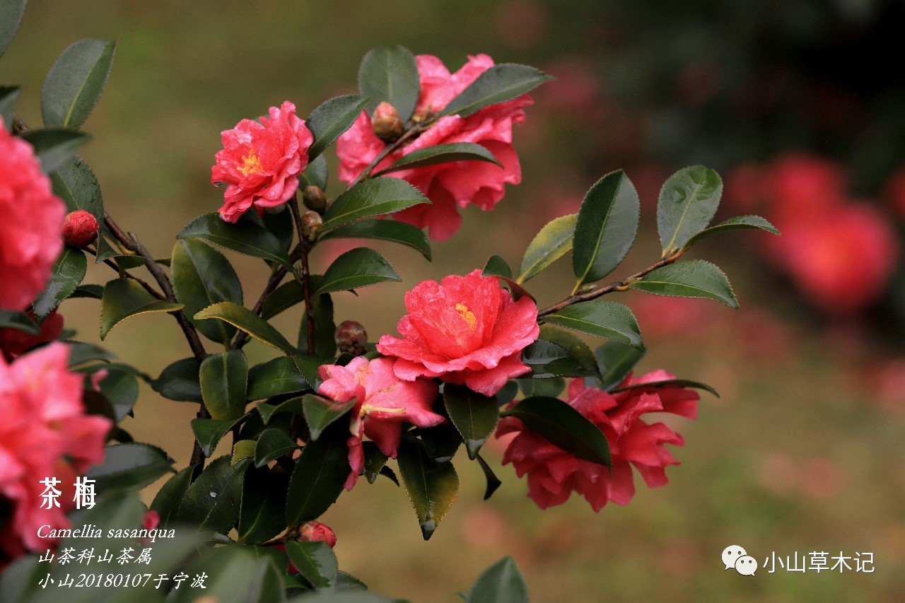 茶梅| 冬日看花花灼灼