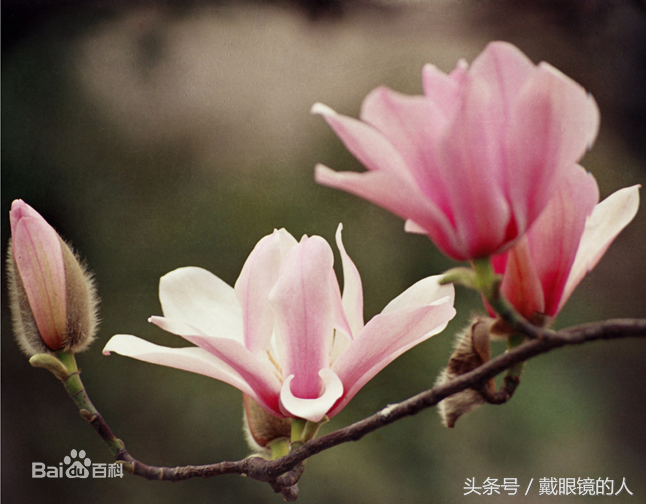 汉中市花:旱莲汉中市树:汉桂安康市花:紫薇花安康