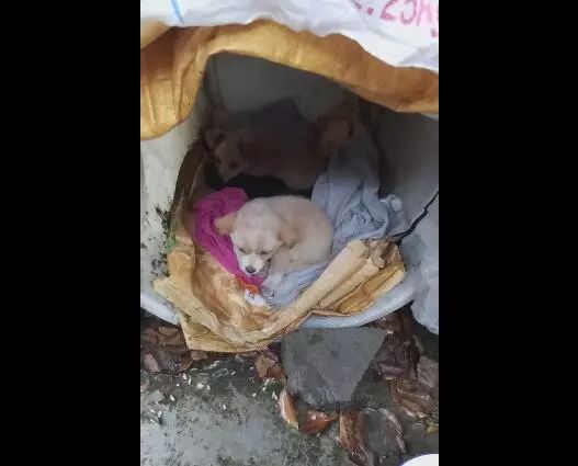 农村土狗生活真艰苦食物没油没肉狗窝都无法挡雨