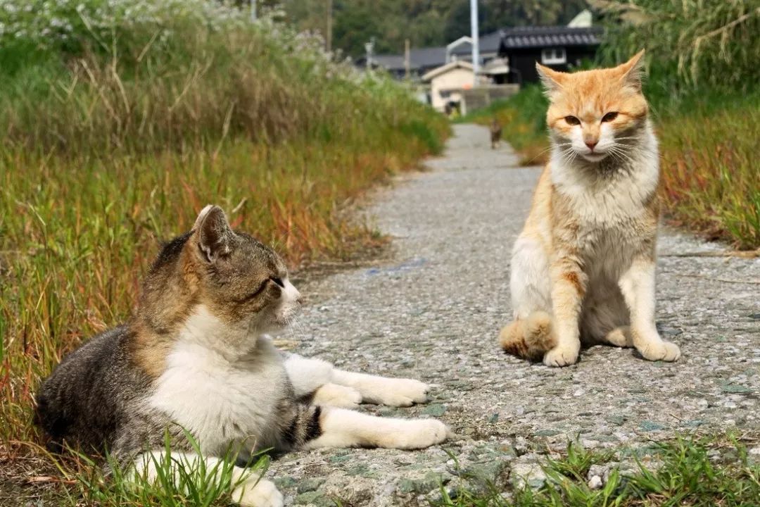 日本电影推荐!走近喵世界《猫咪物语》系列