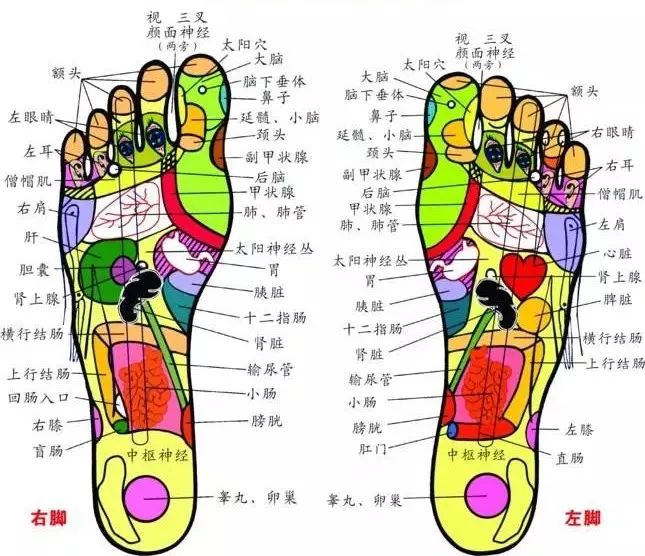 脚底是个神奇的部位,人体内的各个器官在脚底都有对应的反射区.