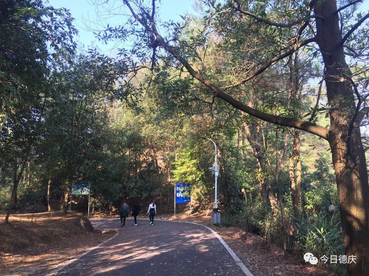 今日大雾笼罩下的德庆成了"天堂",香山现"仙境"!阴雨天气明天开启