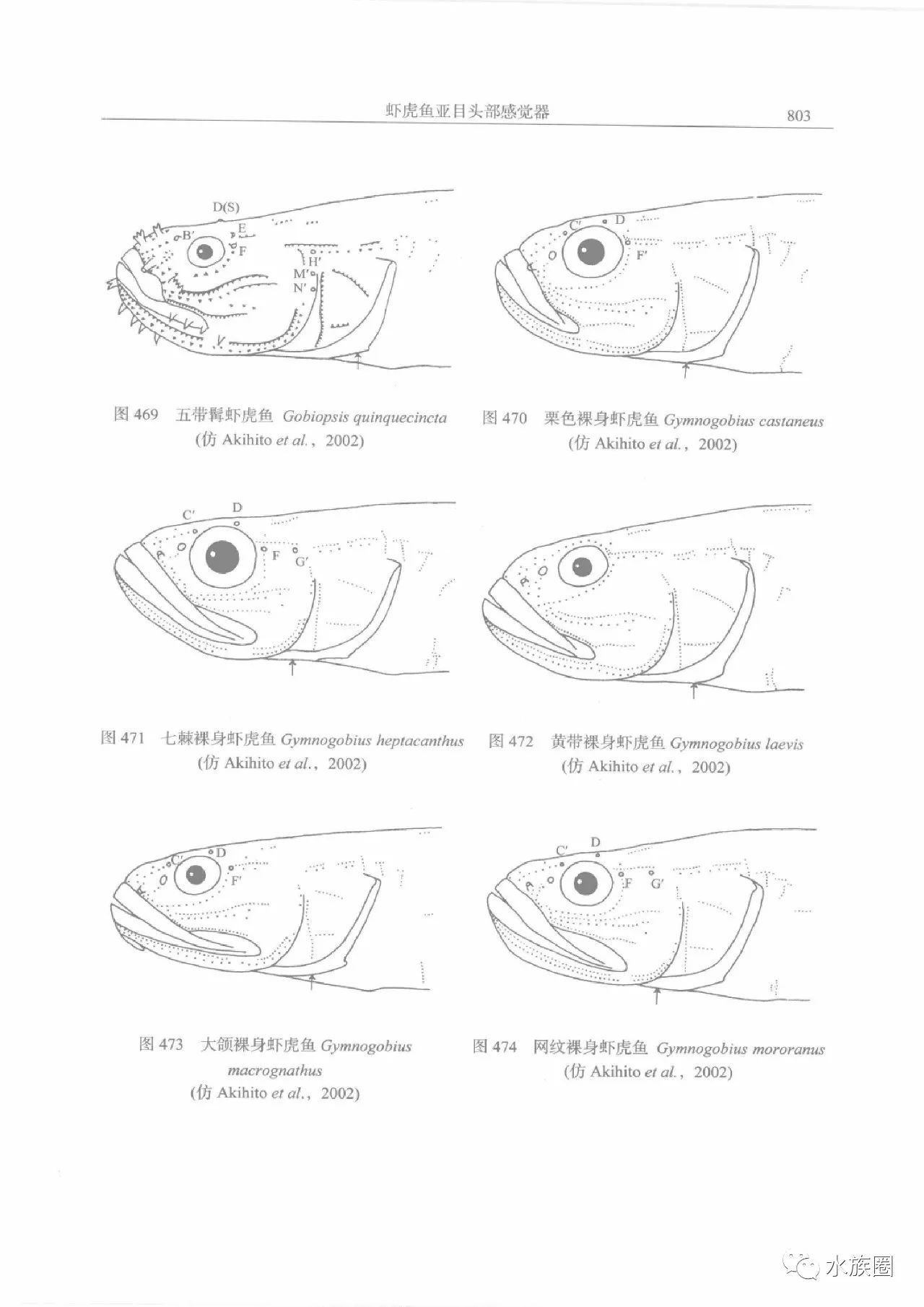 扒一扒虾虎鱼那些事儿干货一本书给你水族圈低调分享