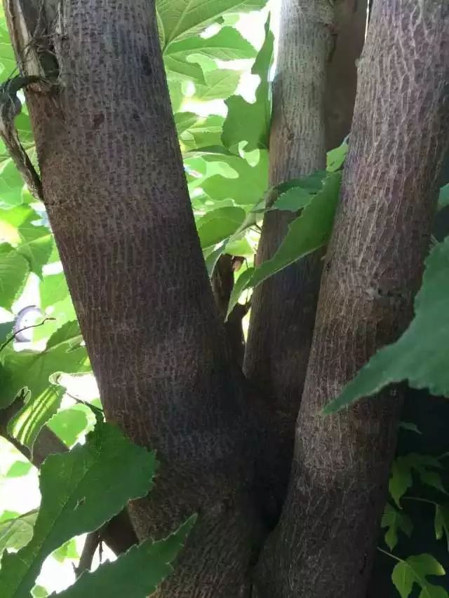 陕西那边,现在还有用构树皮造纸的手工作坊,还挺想去看看的呢如今