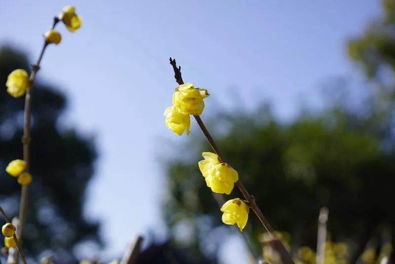 1月下旬早花梅花(八重寒红,红冬至,粉红朱砂,大凑,粉晕江梅,单瓣黄香