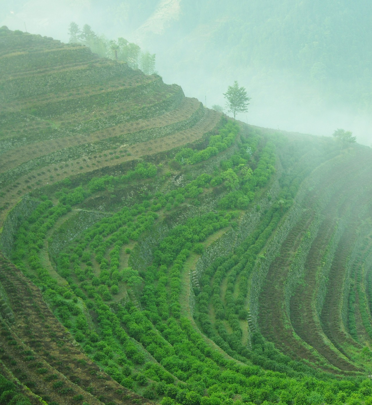 "游歙县不得不购的特色旅游商品"系列(一)茶叶