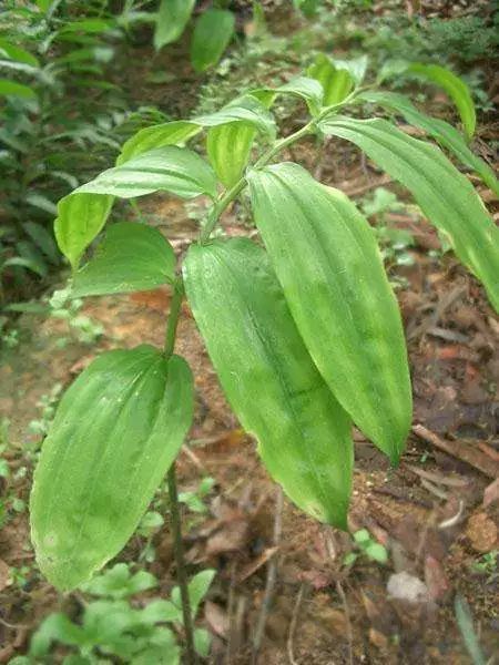 财经 正文  又名鸡头黄精,黄鸡菜,老虎姜,鸡爪参等名称,是一种药食