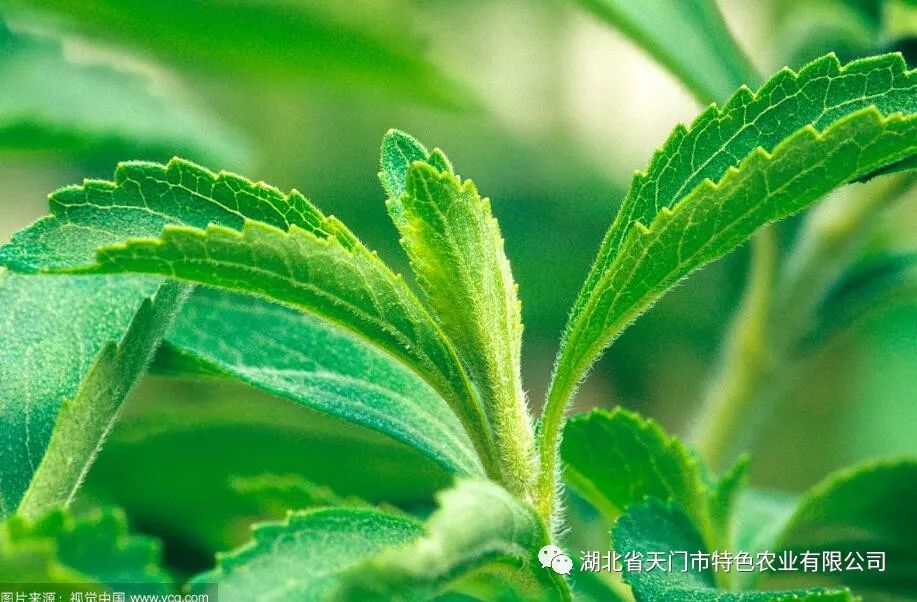 甜叶菊致甜叶菊收购商与种植户的一份信