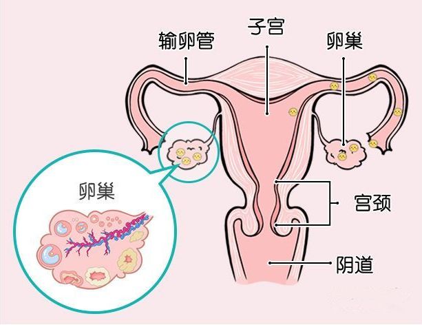 孕育科普多年不孕你需要全面检查卵巢储备功能