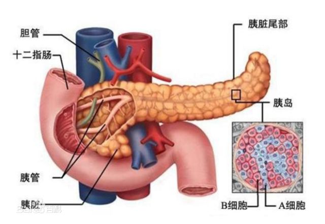 胰岛,也称朗格汉斯岛,如同天空中的点点星辰散布整个胰腺!