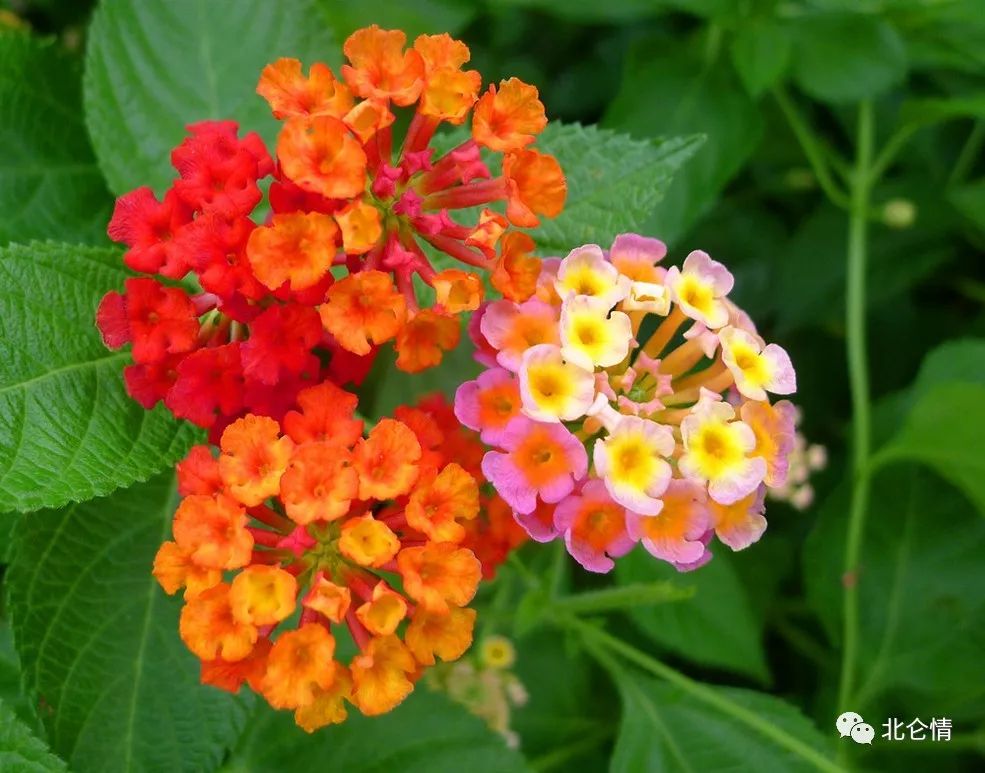 象征家庭和睦的花卉,五色梅