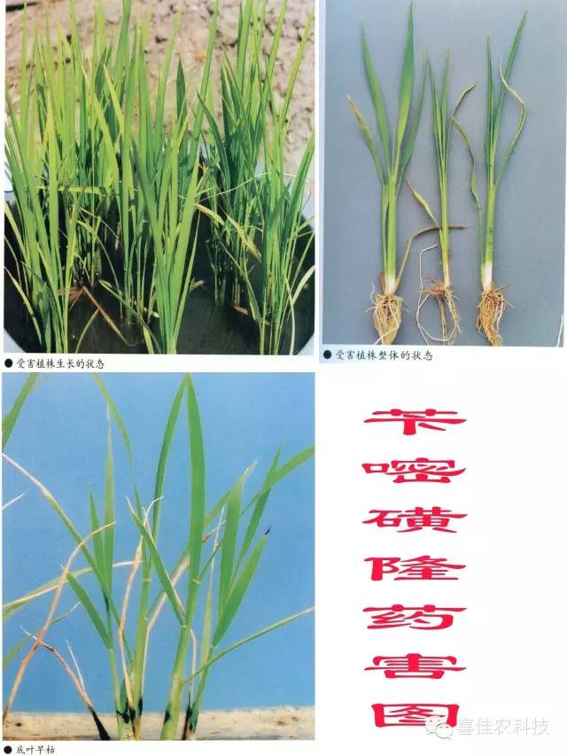 水田除草剂是什么原理_玉米打什么除草剂最好