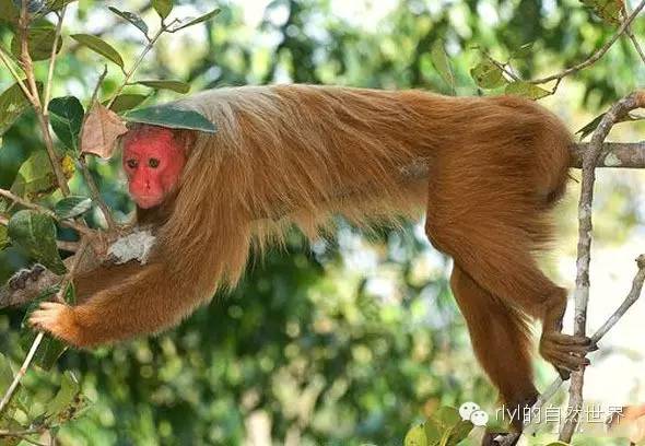 【rlyl物种说】今日--白秃猴(bald-headed uakari)