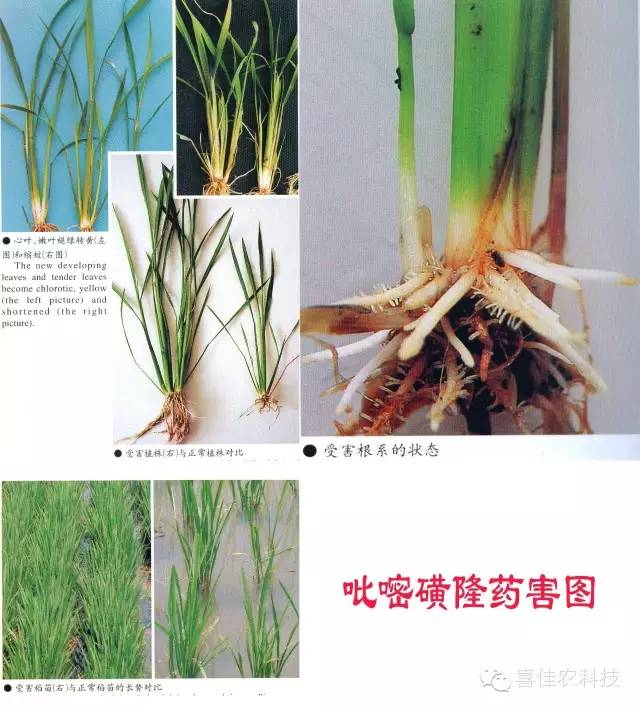 水田除草剂是什么原理_玉米打什么除草剂最好